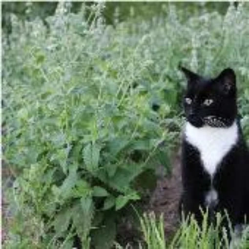 Catnip HB20-100