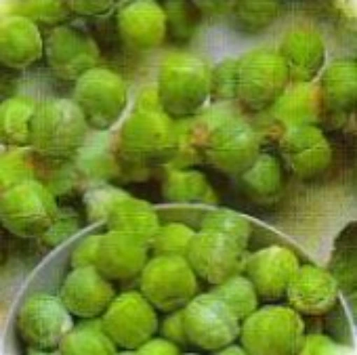 Catskill Improved Brussels Sprouts BS4-50