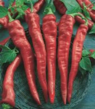 Cayenne Long Slim Hot Peppers