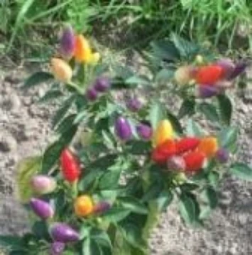 Centennial Pepper Seeds