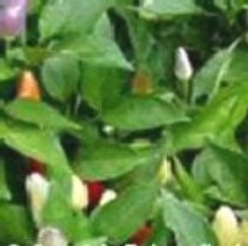 Centennial Rainbow Hot Peppers HP876-10