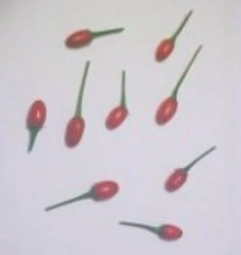 Chaco Hot Peppers (Red) HP871-10