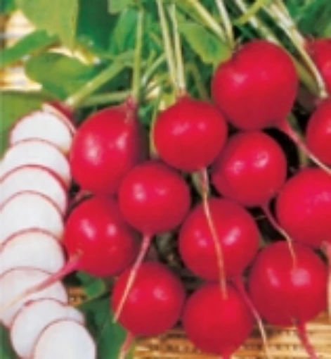 Champion Radishes RD1-50