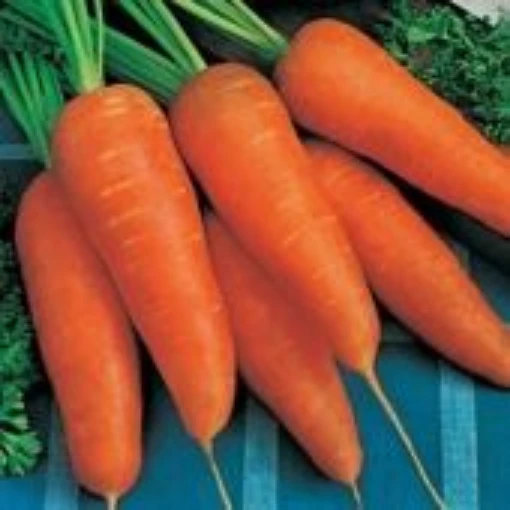 Royal Chantenay Carrots CT27-100