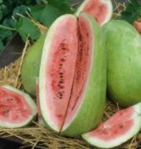 Charleston Grey No 133 Watermelons WM54-20