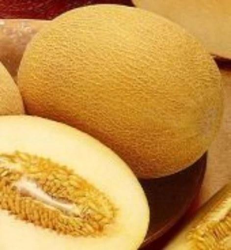 Charlynne Melons CA32-20