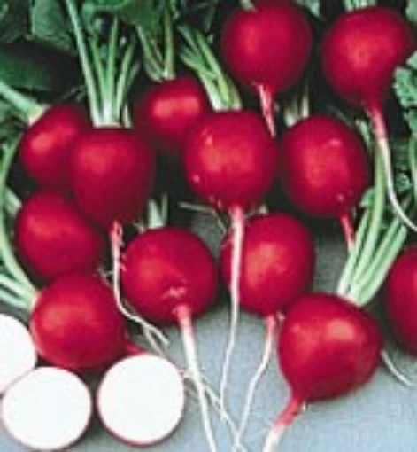 Cherry Belle Radishes RD2-50