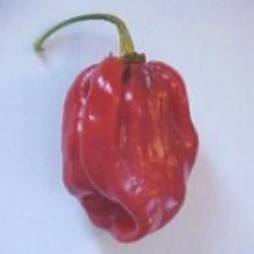 Chile Uanero Hot Pepper (Venezuela) HP1044-10