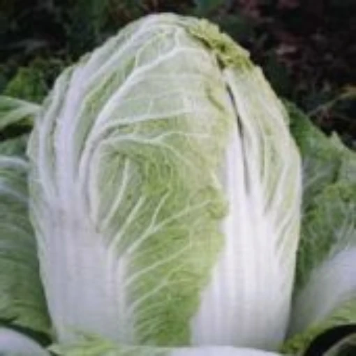 China Express Chinese Cabbage CB16-50