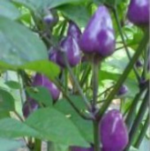 Chinese Five Color Peppers HP483-20