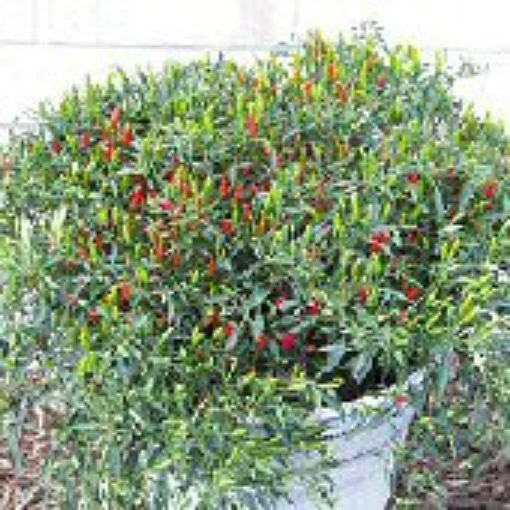 Chinese Ornamental Hot Peppers HP762-10
