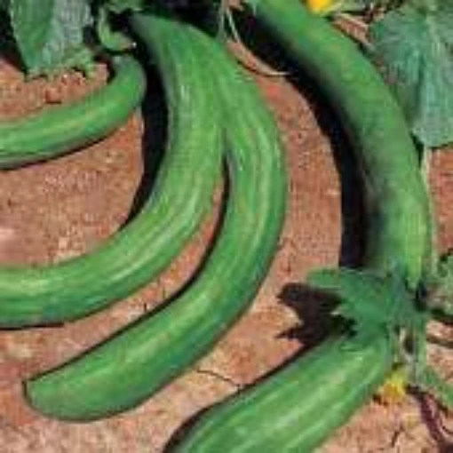 Chinese Snake Cucumbers (Curved) CU85-20