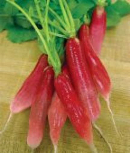 China Rose Winter Radishes RD16-50