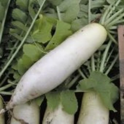 China White Winter Radishes RD17-50