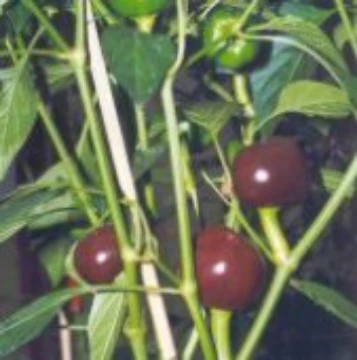 Chocolate Cherry Pepper Seeds
