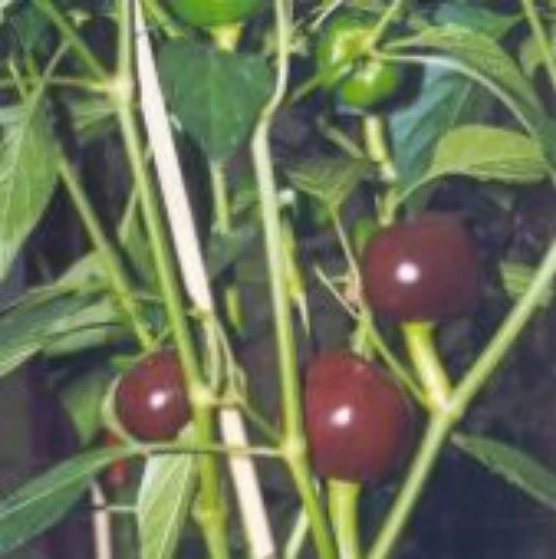 Chocolate Cherry Hot Pepper HP46-10