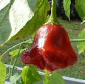 Christmas Bell Hot Peppers