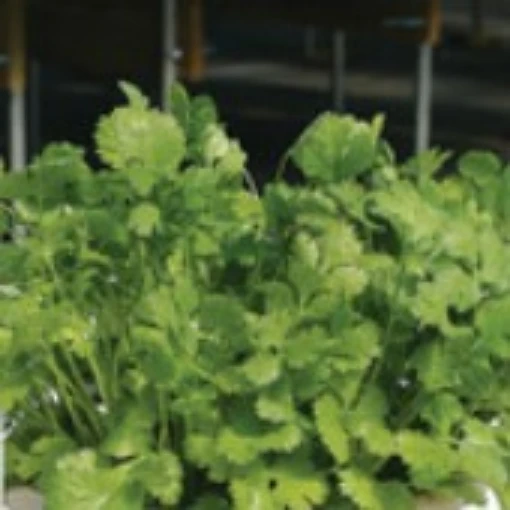 Cilantro Coriander HB170-50