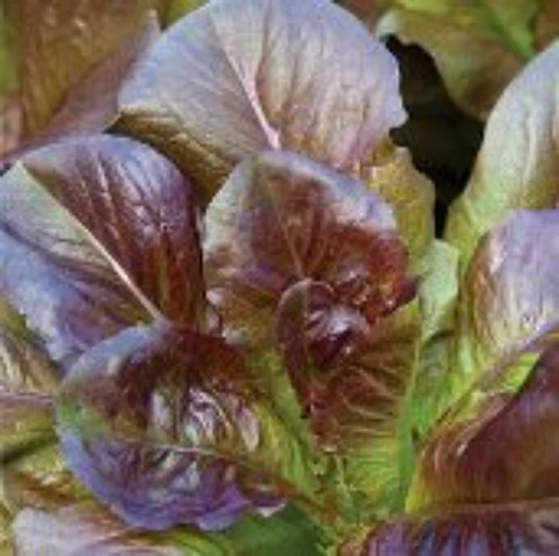 Cimarron Lettuce LC11-100