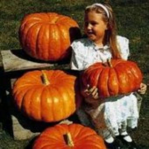 Cinderella Pumpkins PM26-10
