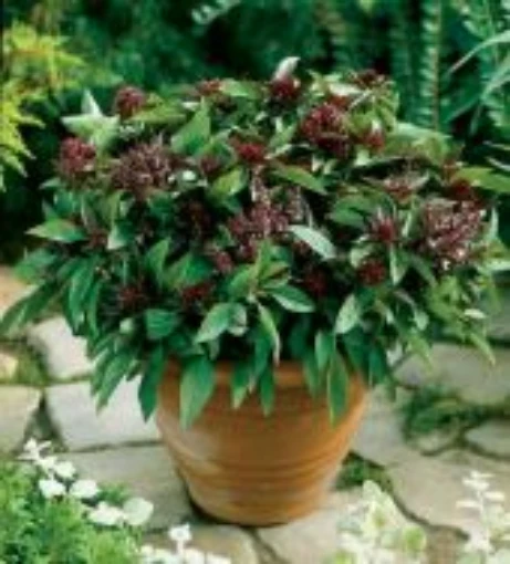 Cinnamon Basil HB4-100