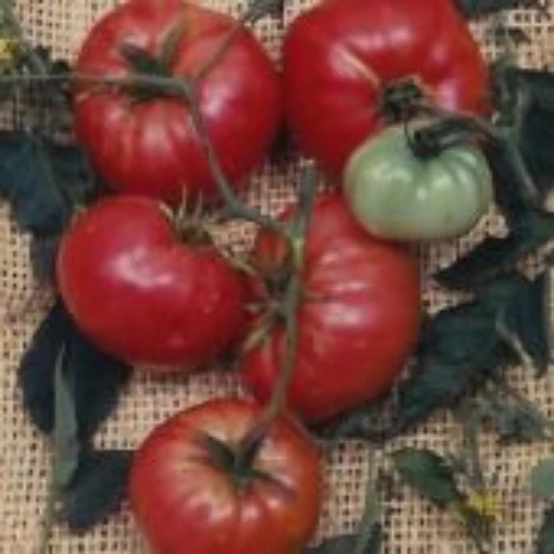 Climbing Trip L Crop Tomato TM138-20