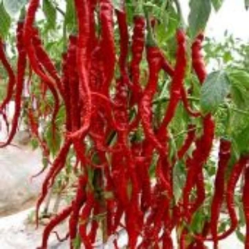 Cobra Pepper Seeds