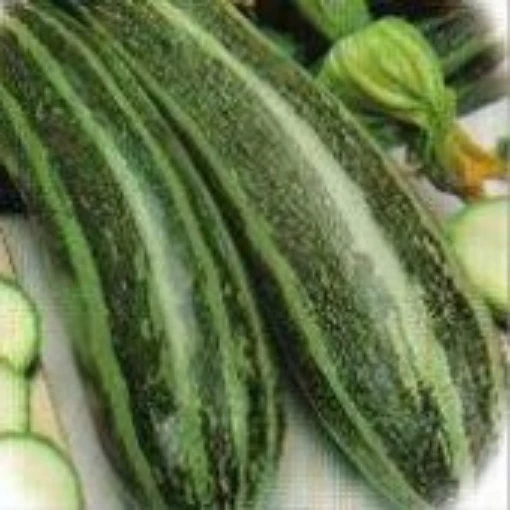 Cocozelle Zucchini Squash SQ26-20