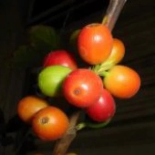 Coffee Tree TR10-5