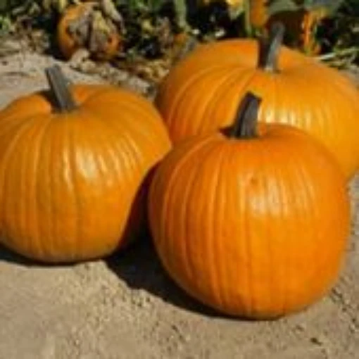 Connecticut Field Pumpkins PM3-10