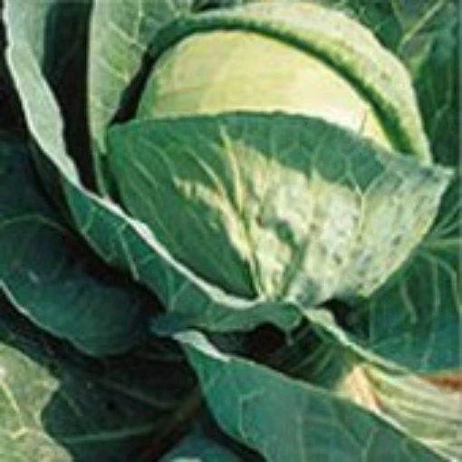 Copenhagen Market Cabbage CB2-50