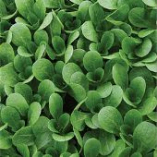 Corn Salad (Dutch) CS2-100