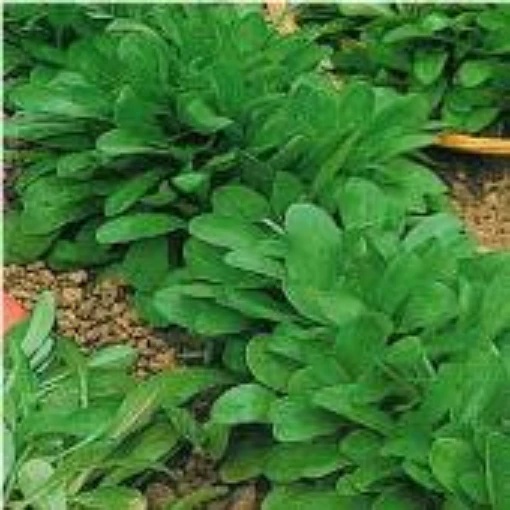 Corn Salad (French) CS1-100
