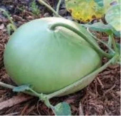 Corsican Gourds GD25-10