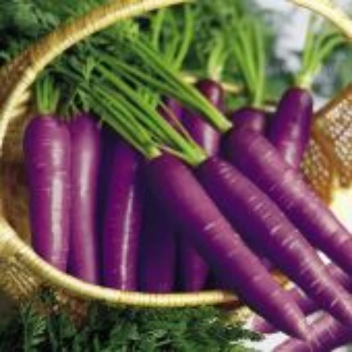 Cosmic Purple Carrots CT30-100