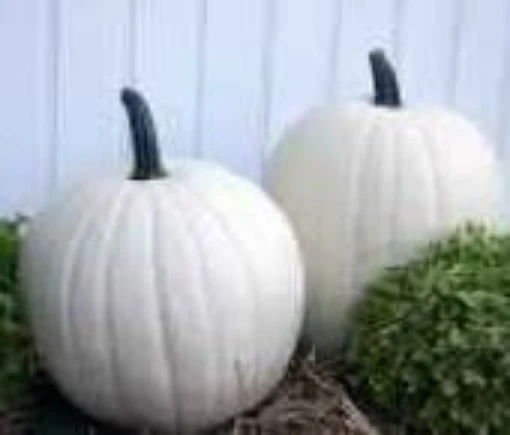 Cotton Candy Pumpkins PM45-10