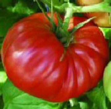 Country Taste Tomato Seeds