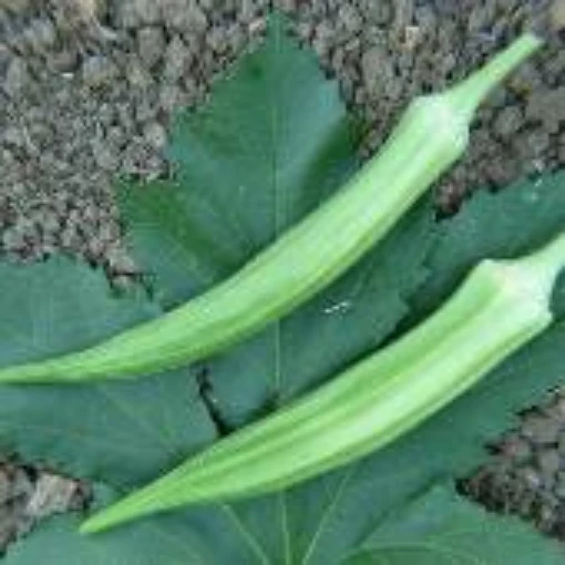 Cow Horn Okra OK13-20