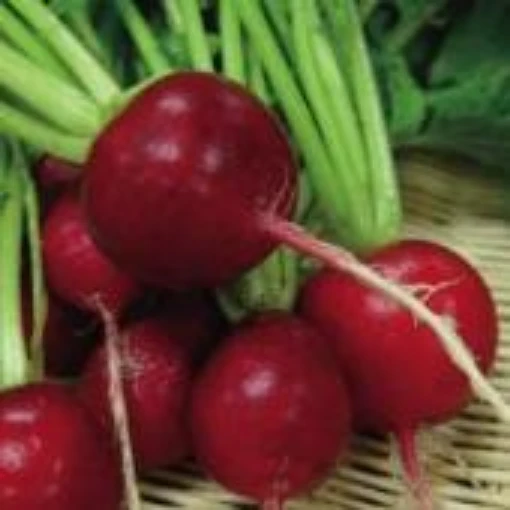 Crimson Giant Radishes RD25-50