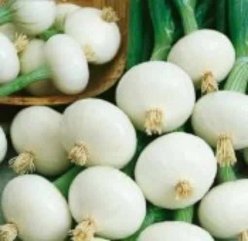 Crystal White Wax Onions ON22-100