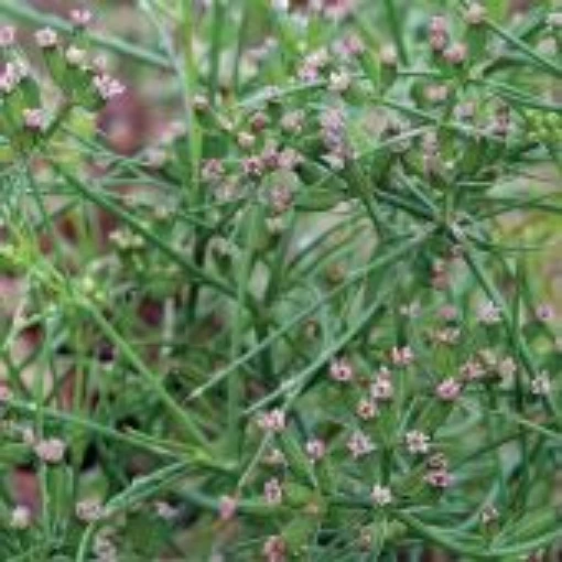 Cumin HB133-100