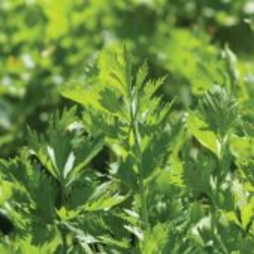 Cutting Celery HB30-100