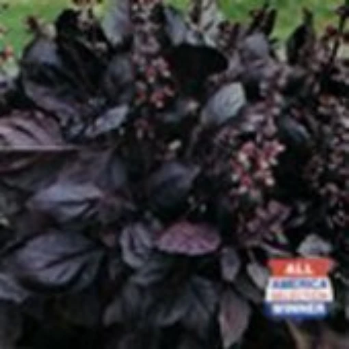 Dark Opal Purple Basil HB86-100
