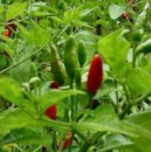 Del Diablo Hot Peppers HP886-10