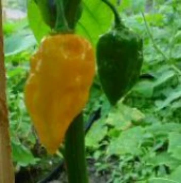 Devil's Tongue Yellow Pepper Seeds