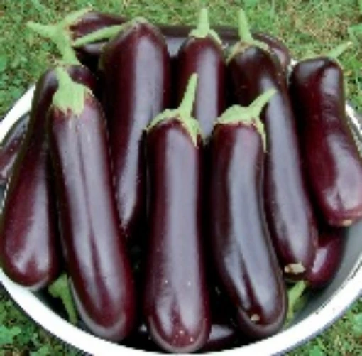 Diamond Eggplants EG38-20