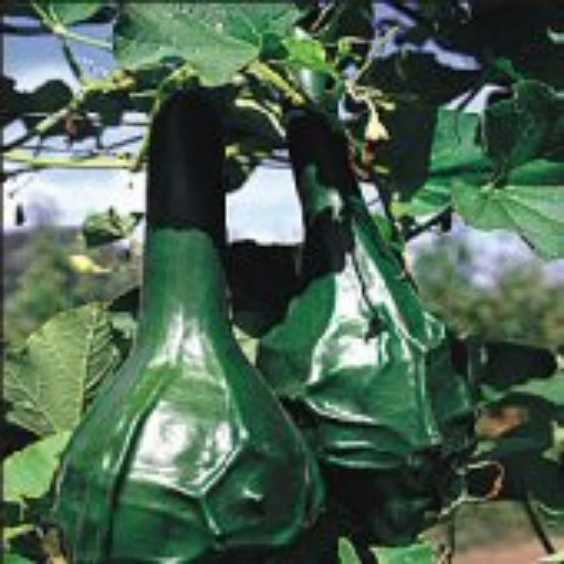 Dinosaur Gourds GD4-10