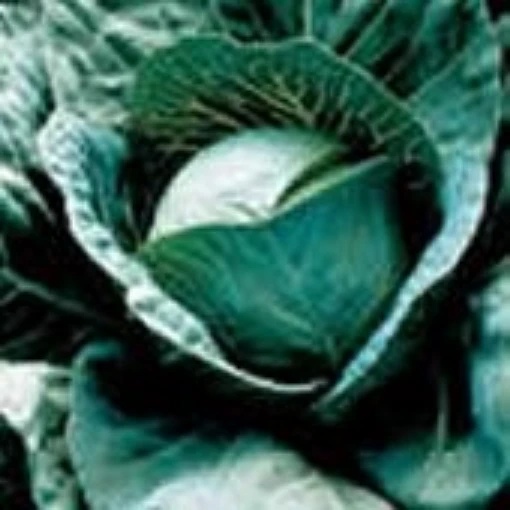 Discovery Cabbage CB19-50