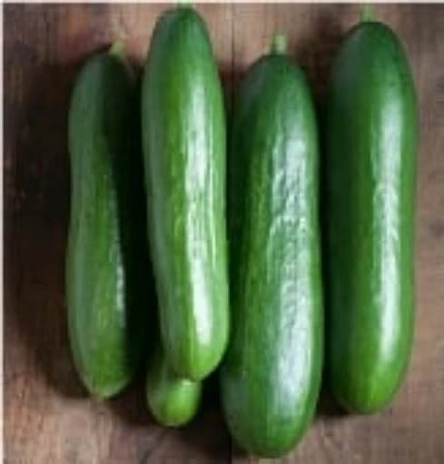 Diva Cucumbers CU24-20