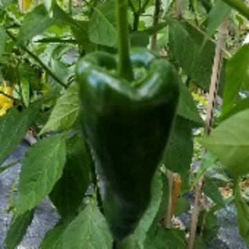 Don Emilio Pepper Seeds